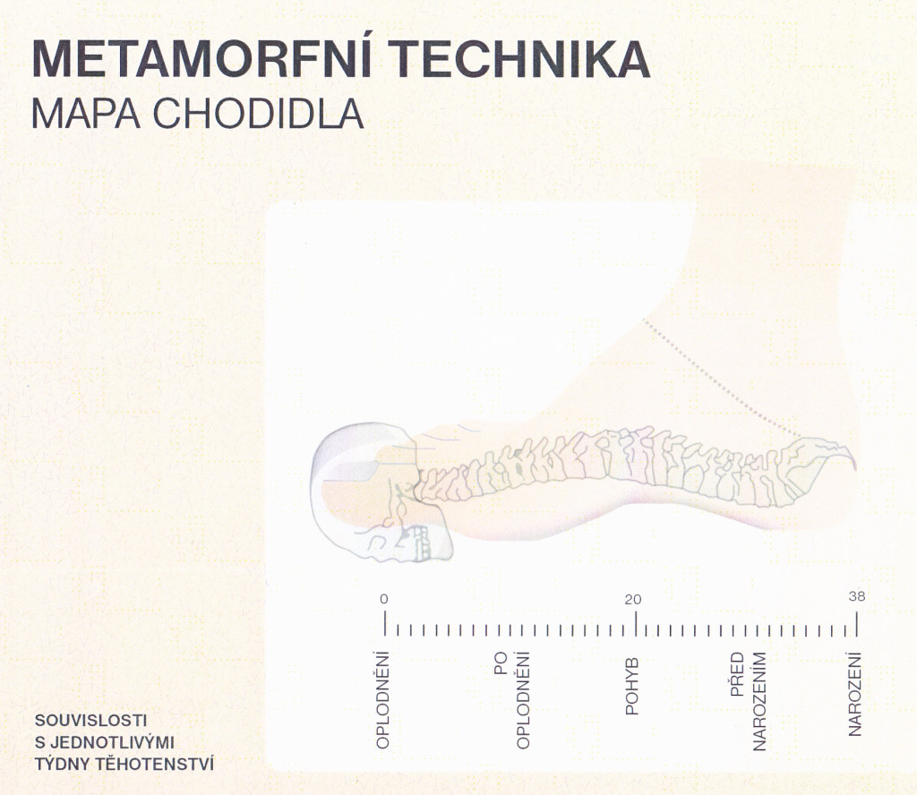 MT - mapa chodidla