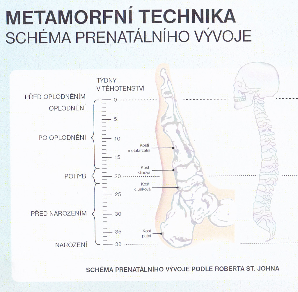 MT - schéma prenatálního vývoje